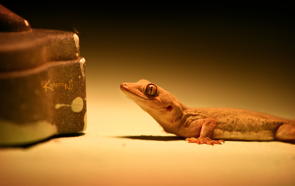 e'ekoo... personally I hate Gecko/Lizards, but one has to … Flickr