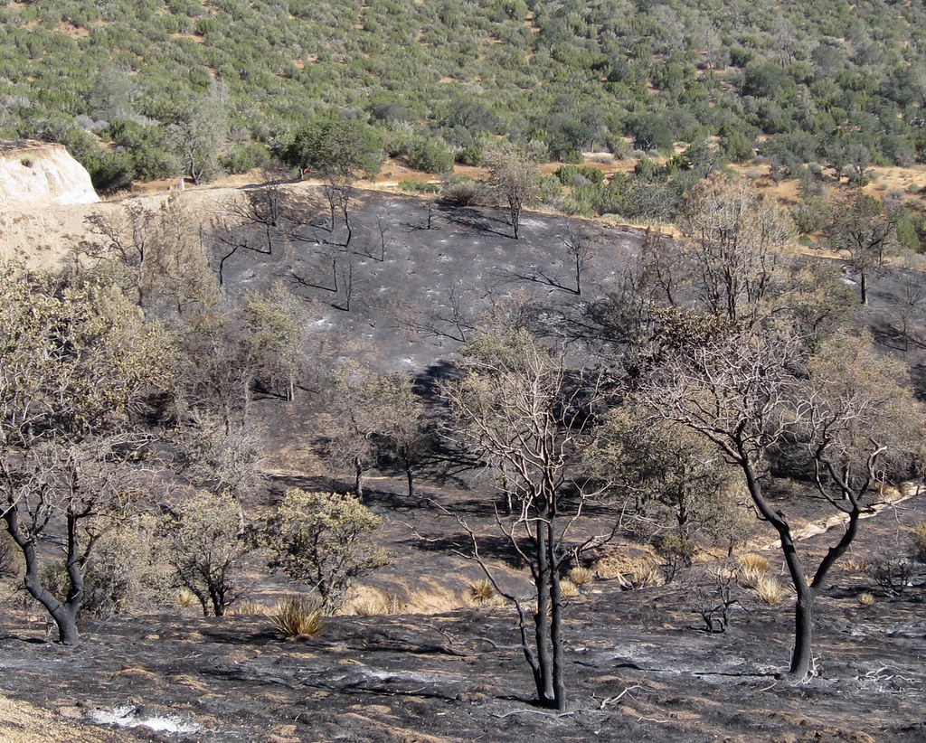 Caliente Bodfish Rd 3142a Scene of a recent fire, along th… Flickr