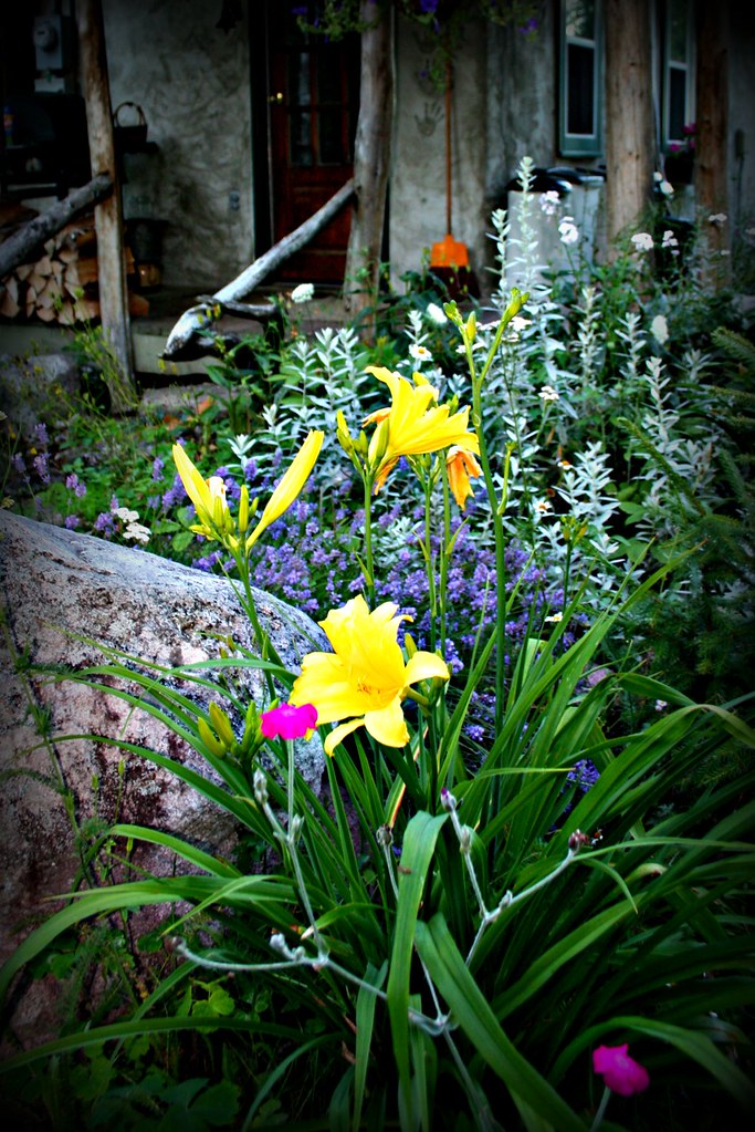 Blossoms *Jen* Flickr