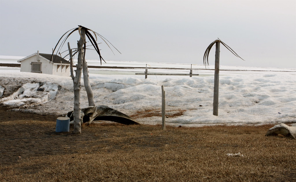 World's Northernmost "Trees" Barrow, Alaska TravelingOtter Flickr