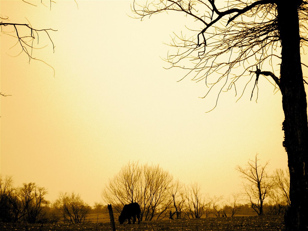 Bucolic Loudon County Black Angus Farm Virginia Susan Scha… Flickr