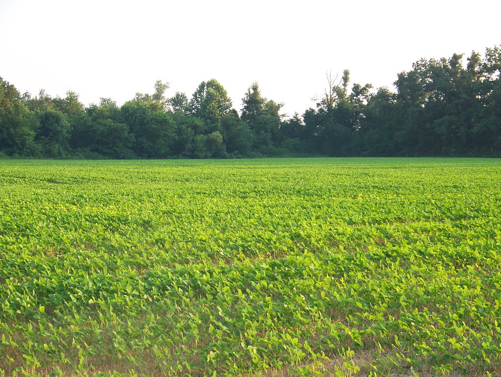Kentucky Farmland Land for Lease 70 acres in Western KY Land Agent