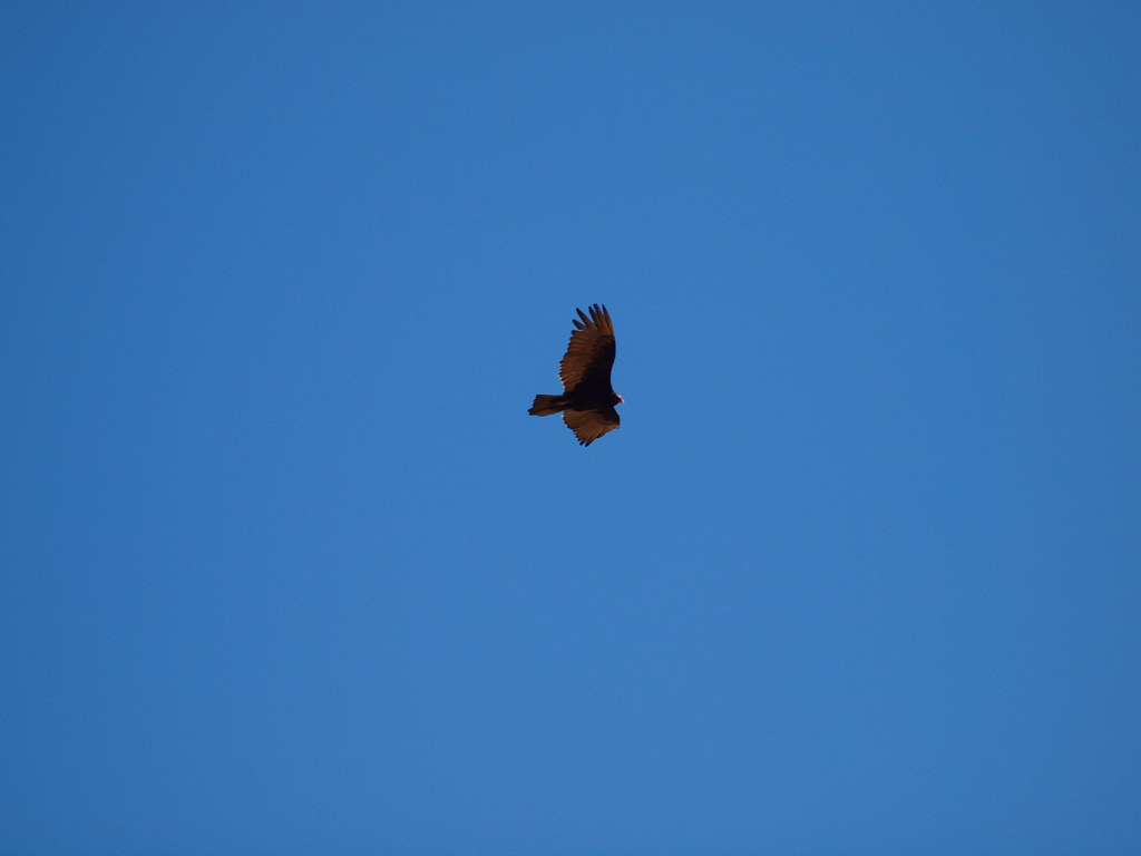 Scavenger There were two Turkey Buzzards circling a big wi… Flickr