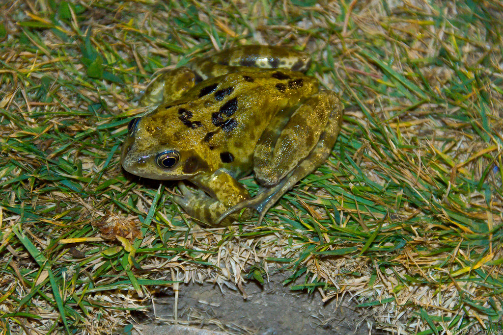Common garden frog Frog taken in garden at night, he hoppe… Flickr