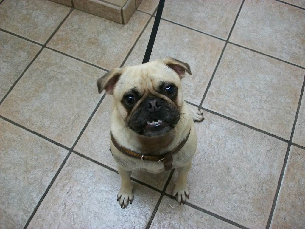 Great pug shot Olathe Animal Hospital in Olathe, KS Flickr