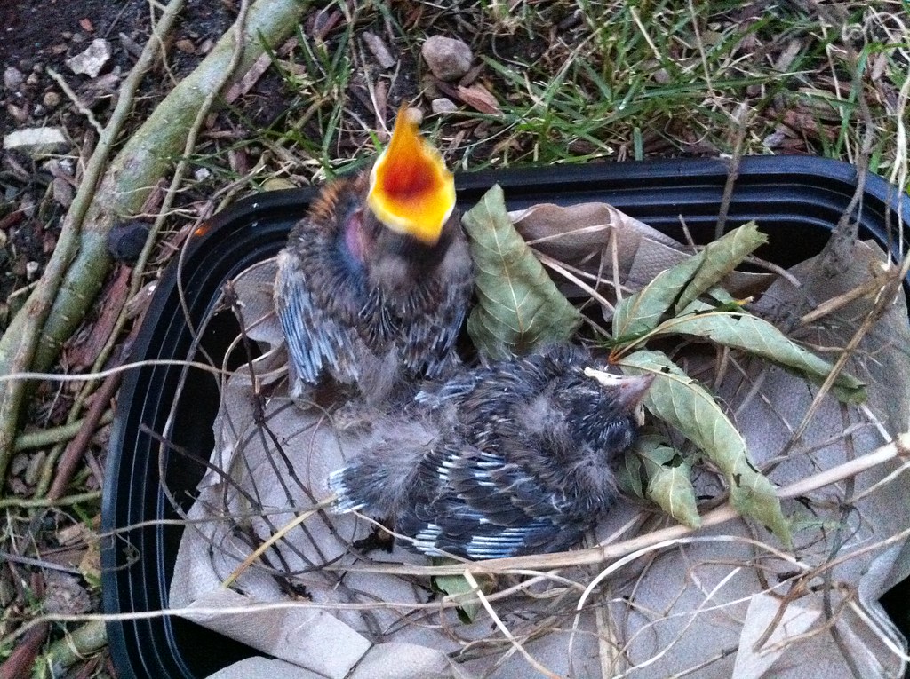 How To Save A Fallen Baby Bird Building a makeshift nest f… Flickr