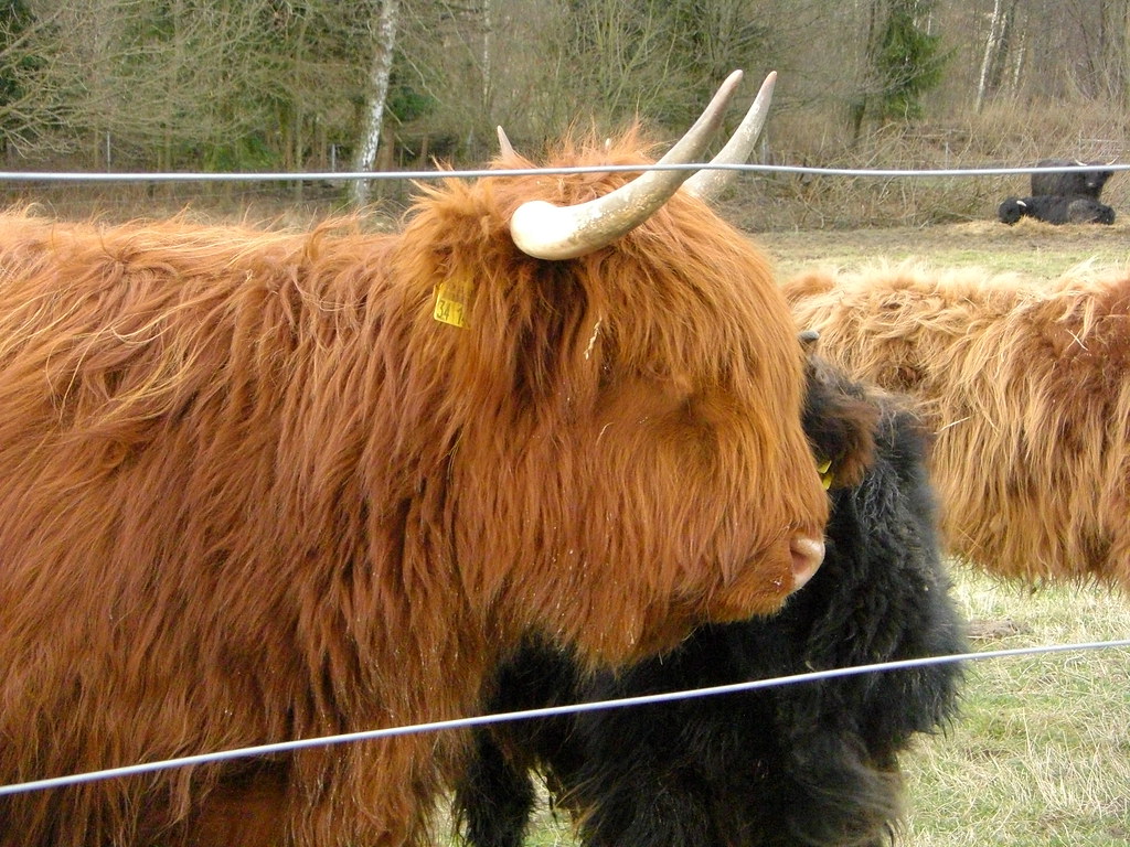 highland cattle JanFeb 2008, Saarland/Germany 0lhe Flickr
