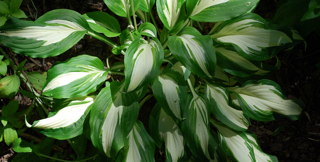 Hosta Christmas Cookies All sizes Hosta 'Christmas Candy' Flickr Photo Sharing!