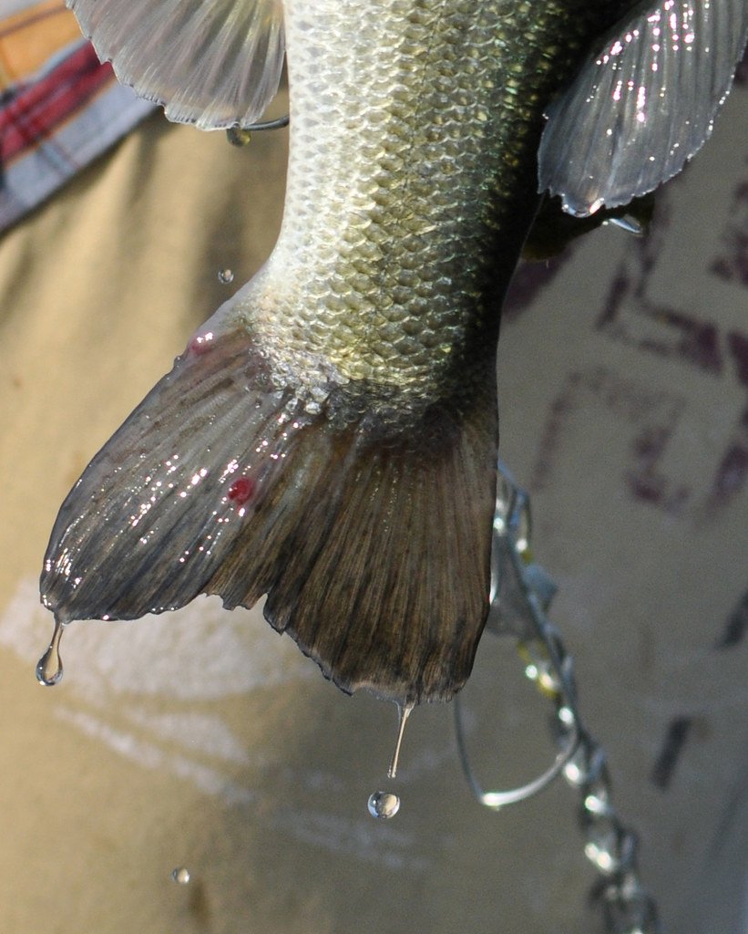 fish tail drops Brian O'Connor Flickr