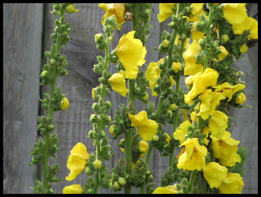 Yellow Hollyhock Flowers