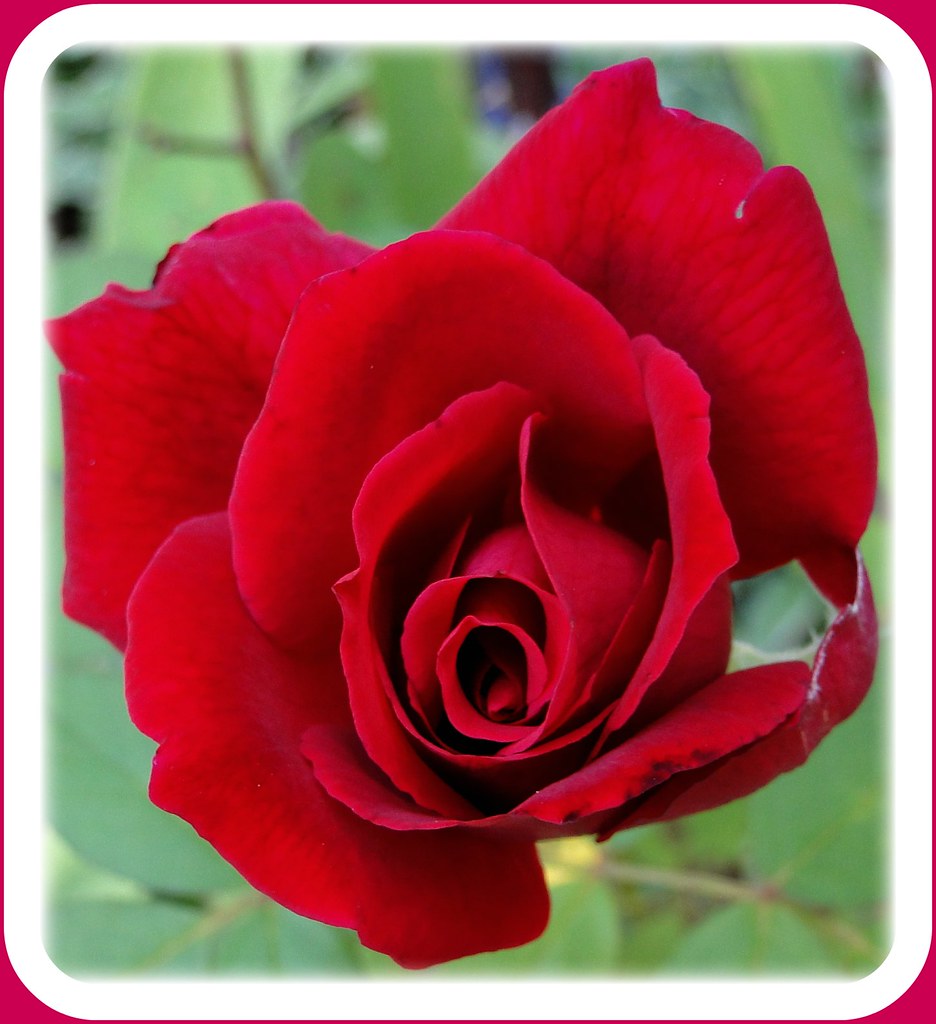 Abraham Lincoln Rose toocoolringlady(tremors are little better) Flickr