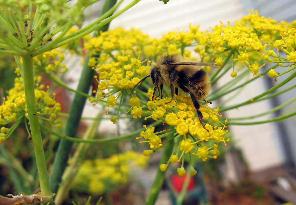 Busy Bee pollinating dill flowers Christopher Porter Flickr