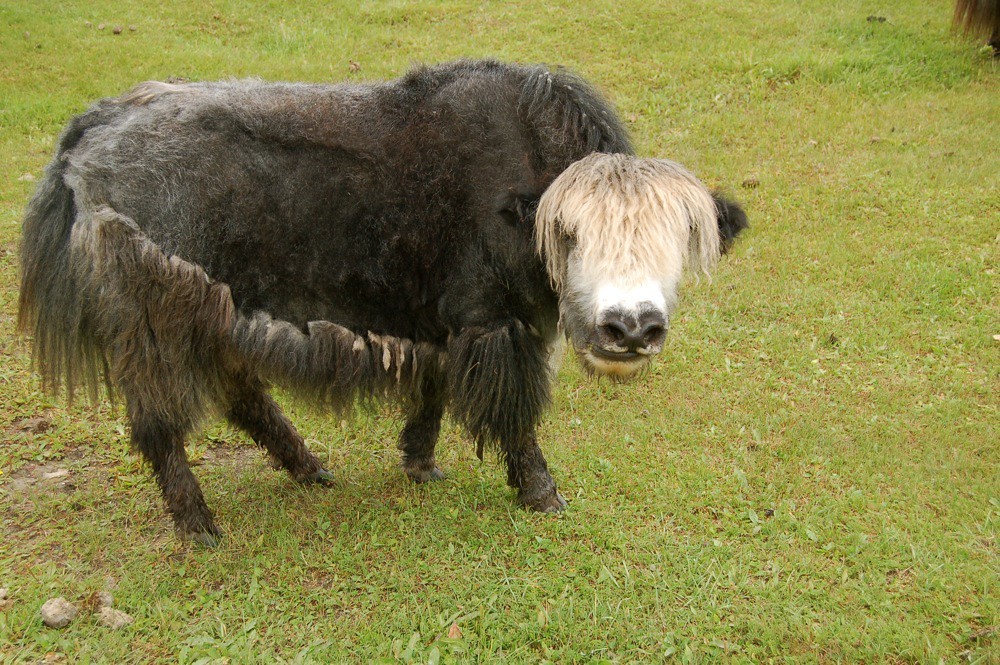 Yaks! Yaks at Toilogt Camp at Hovsgol Lake. They're very d… Flickr