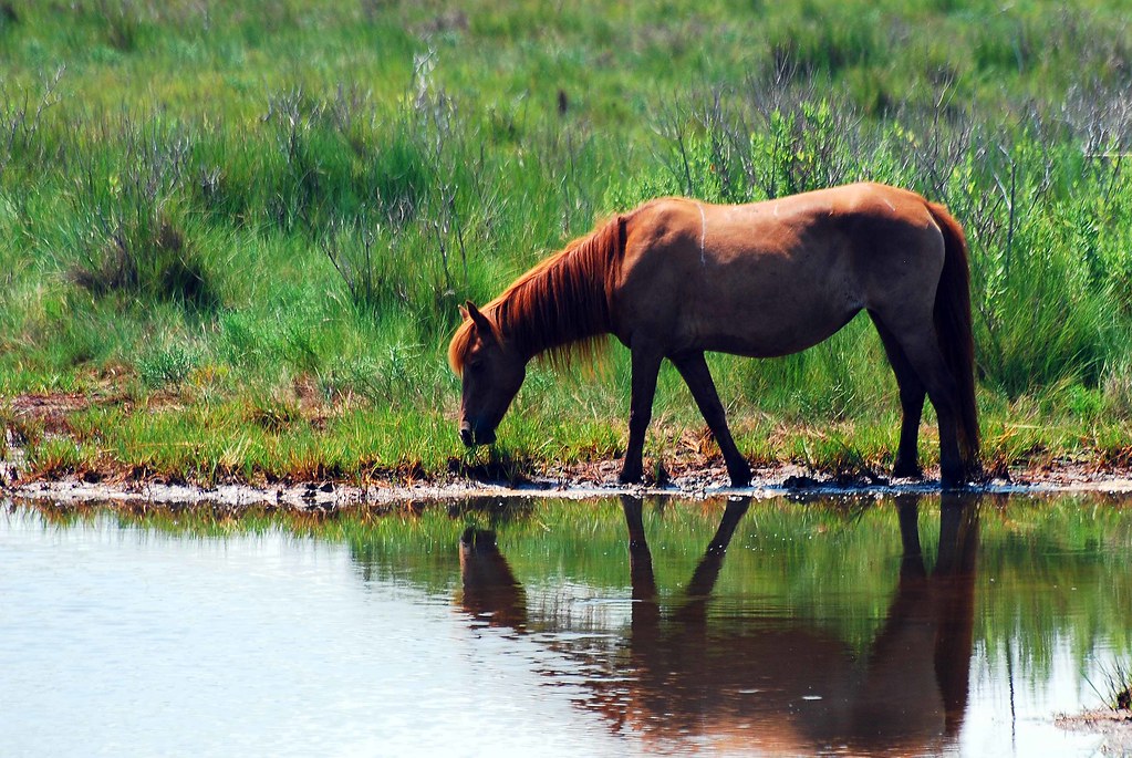 Chincoteague Horse Nicholas Schooley Flickr