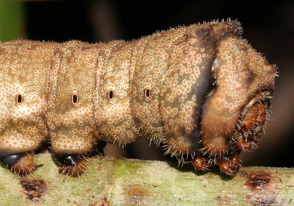 Freaky Amazon Caterpillar Saturniidae, Arsenura specie. Fo… Flickr