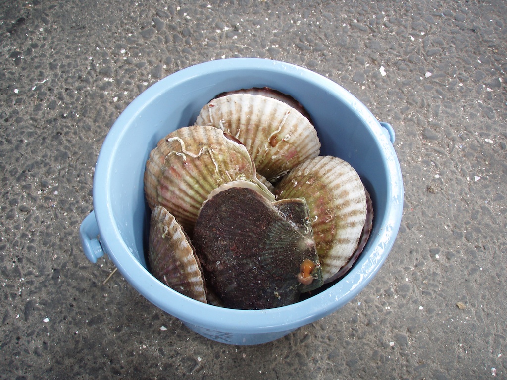 魚の餌は人間の餌に Hbomb Productions Flickr