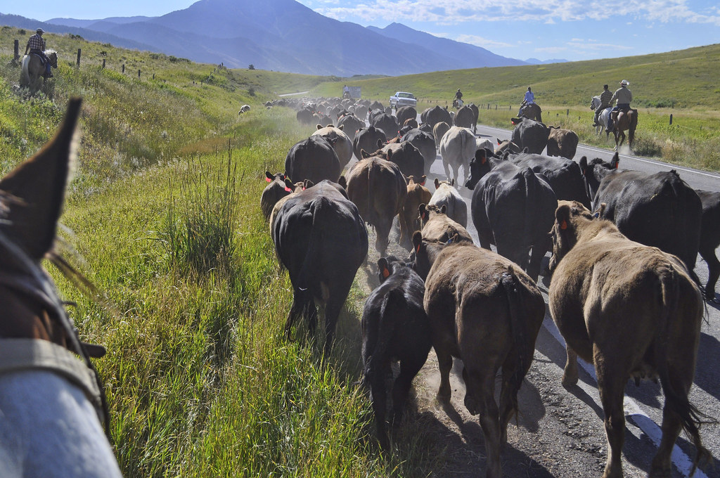 cattledrive2 My View for the Day on the Cattle Drive.. Tur… Flickr