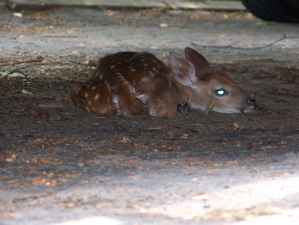 Baby deer Test Name Flickr