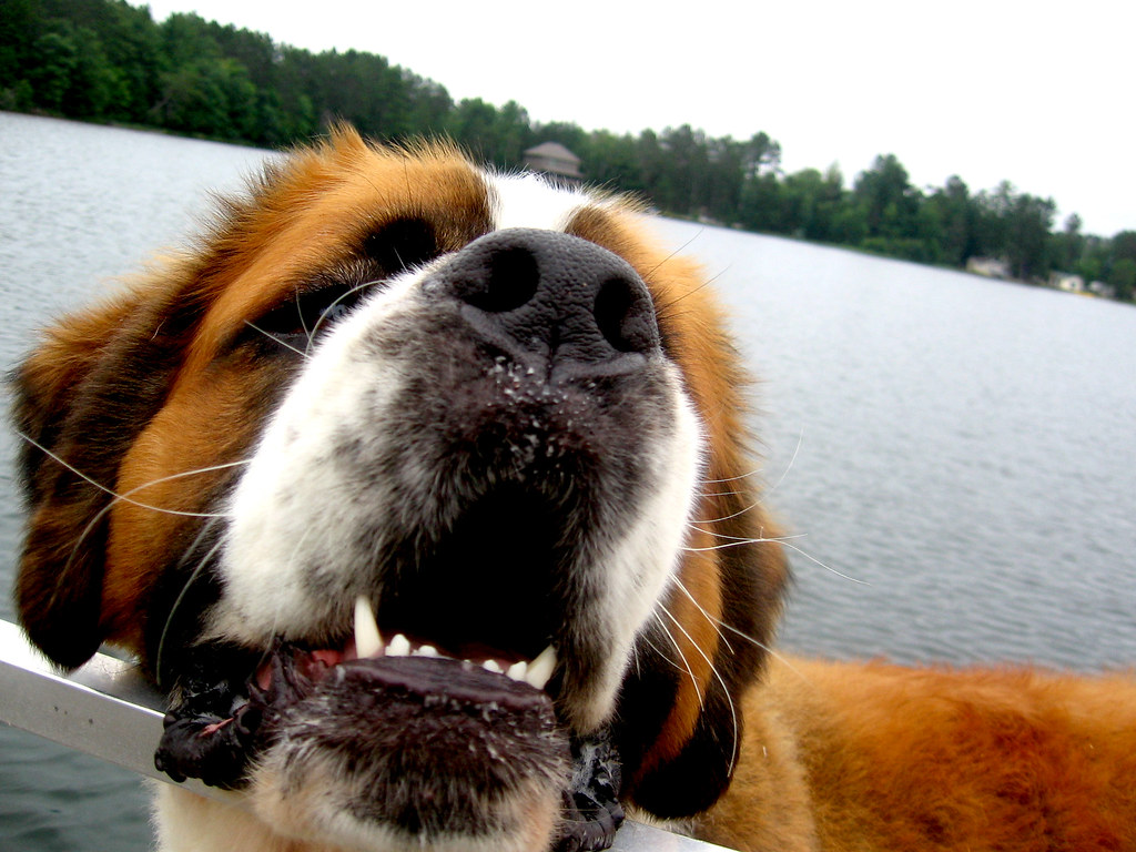 Big Dog on Big Bear Big Bear Lake, Wisconsin. Drew Geraets Flickr