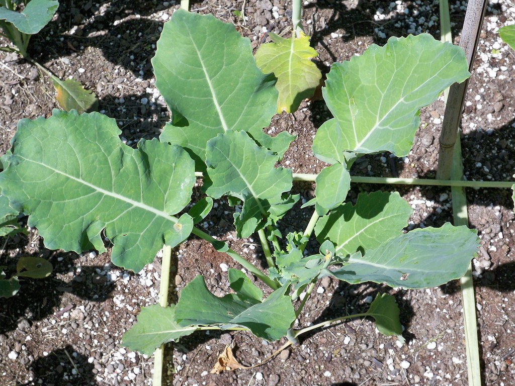Heirloom Diciccio Broccoli Square foot garden For more inf… Flickr
