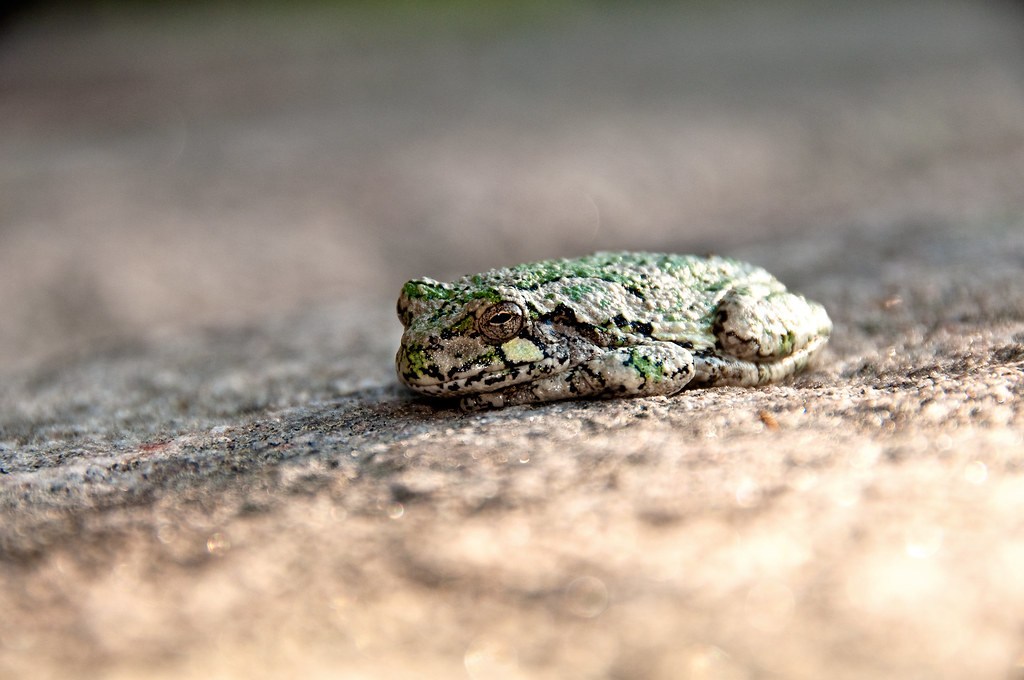 Eastern Gray Tree Frog Bay, Ontario Flickr