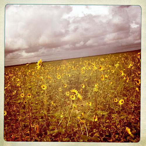 Sunflowers Cotton Field Tahoka West Texas Thunderstorm Flo… Flickr