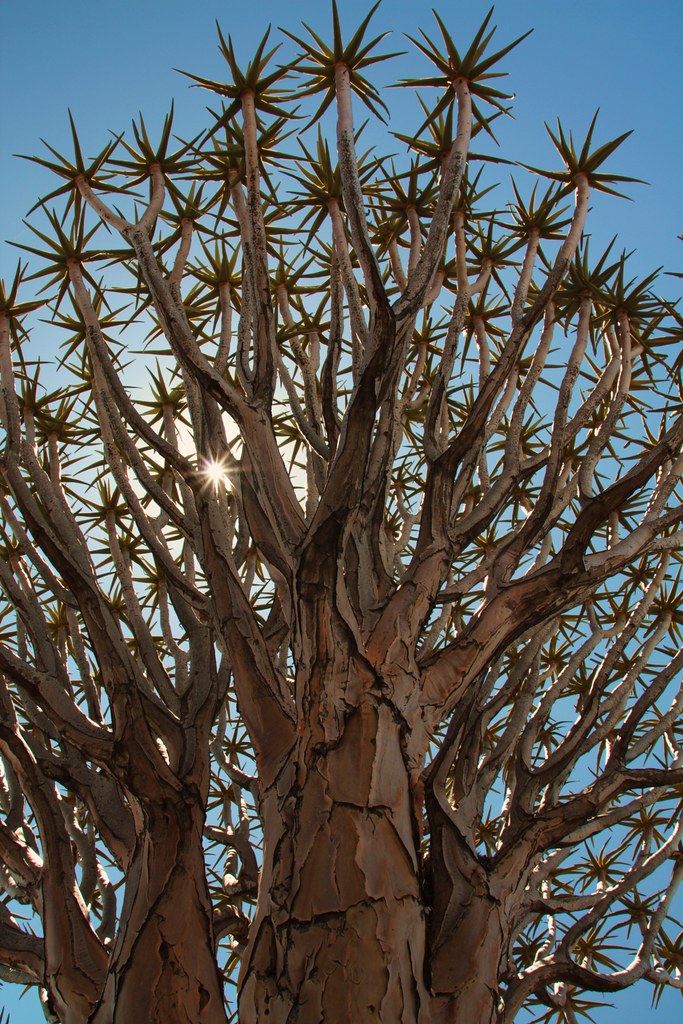 Kokerboom / Quiver Tree (8) The Kokerboom or Quiver Tree A… Flickr