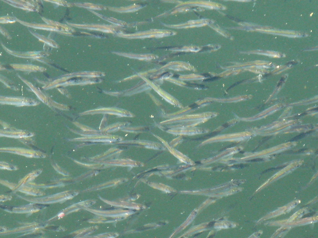 NEWLY HATCHED BABY HERRING IN A SMALL PROTECTED BAY..VERY … Flickr