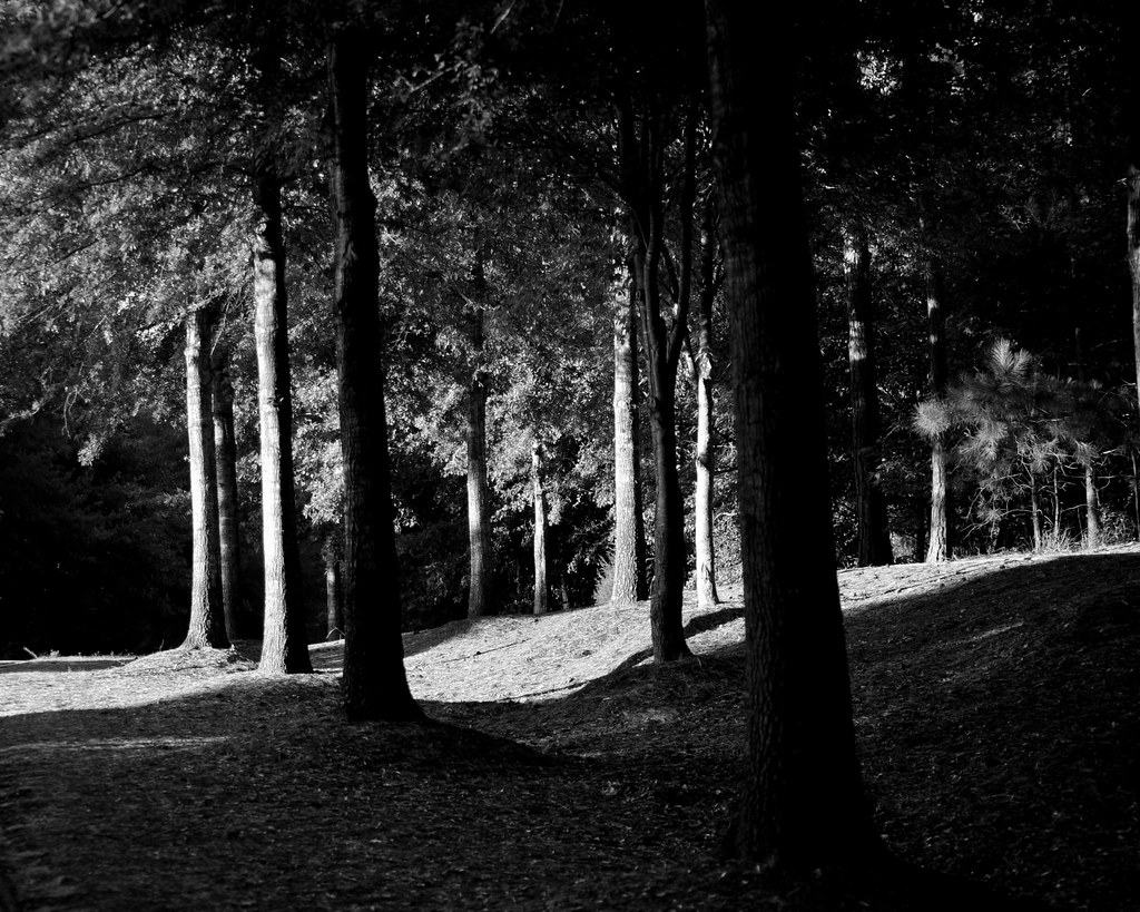 072510 110 Oak trees in Grove Hill, Auburn, AL in early mo… Flickr