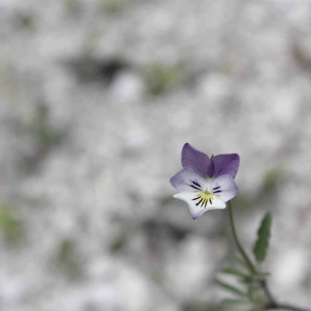 Violette de Rouen (Viola hispida) La violette de Rouen est… Flickr