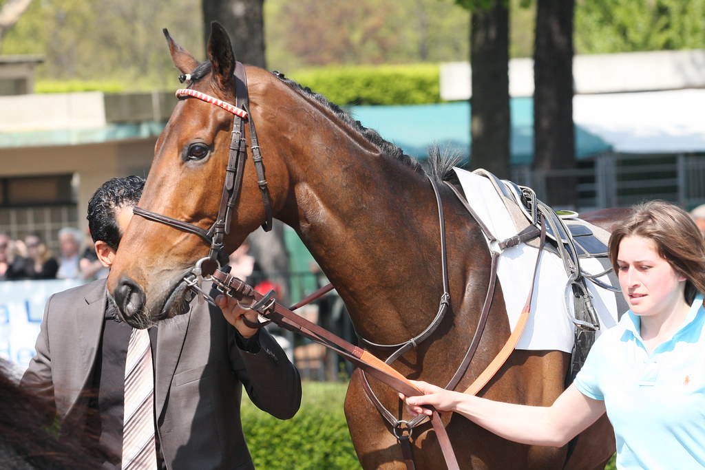 sherkan du berlais 1 kanzebu Flickr