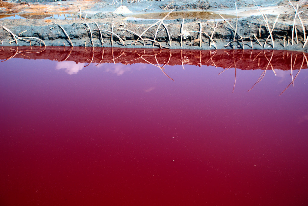 Why Does Pond Water Turn Red? About Backyard