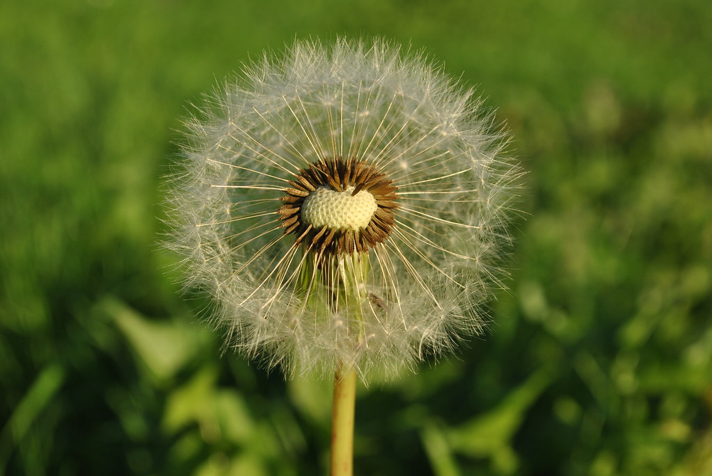 Little Dandelion This one is pretty cute. Hannah Myers