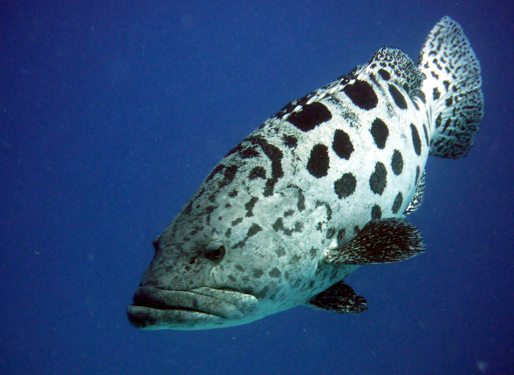 Giant Potato Cod カスリハタ。ジャイアントポテトコッド。 1メートルくらいあった。 こんなでかい魚は… Flickr
