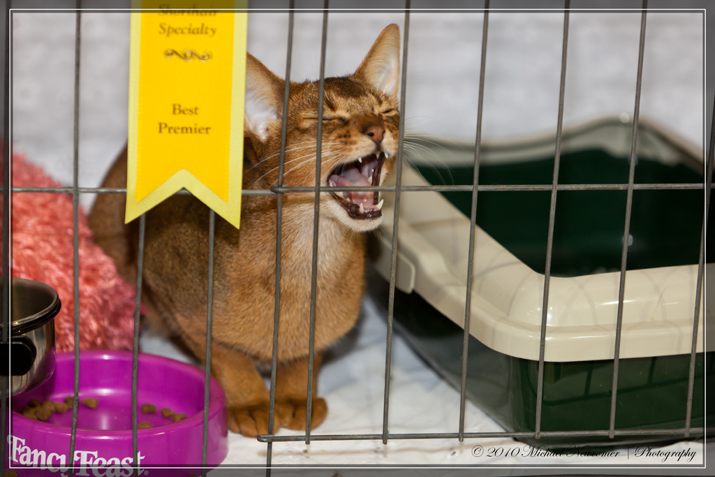 I'm Not Happy!! Abyssinian Queen City Cat Club CFA