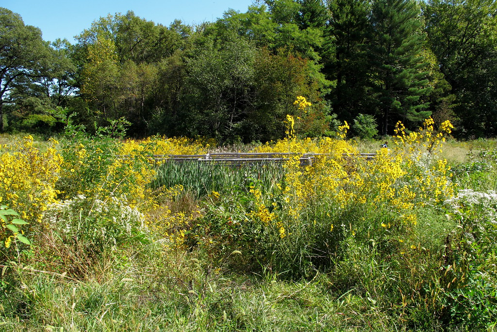 National Arboretum Fern Valley Fern Valley, at the Nationa… Flickr