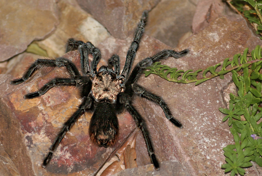 Desert Tarantula (5) USA,Nevada,Las Vegas,Sunrise Mounten,… Flickr