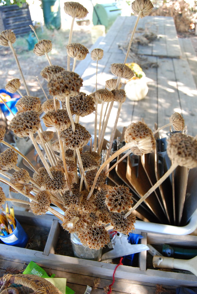 Jersalum sage dried flower heads Linda Waterfield Flickr