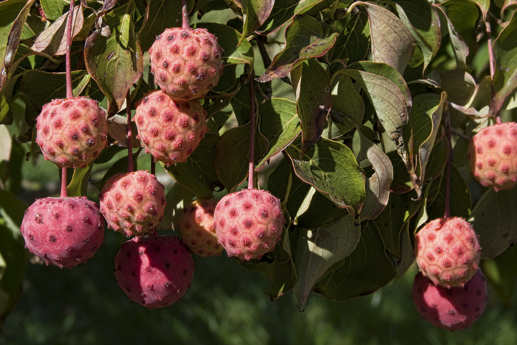 Kousa dogwood fruits I just read that these are edible. Pe… Flickr