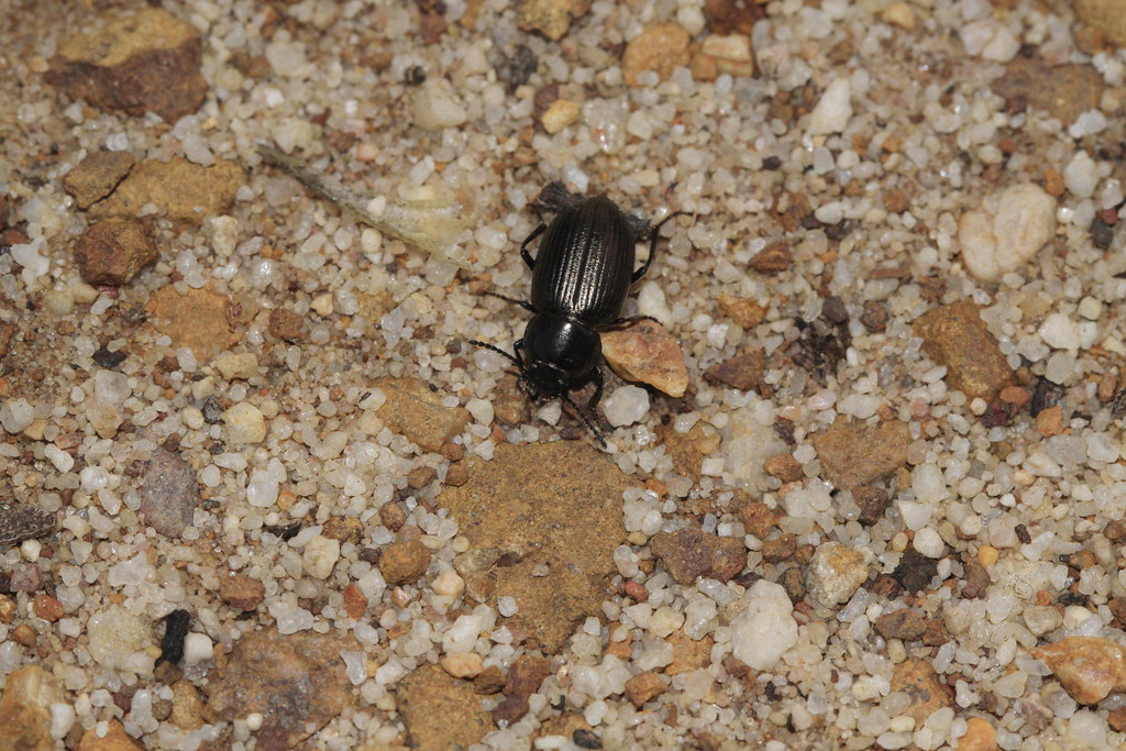 darkling beetle from SWAustralia Tenebrionidae (Coleopt… Flickr