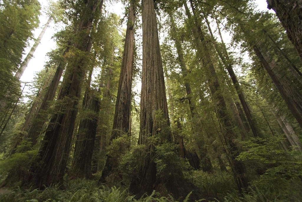 The land of giants Last weekend I spent some time in the R… Flickr