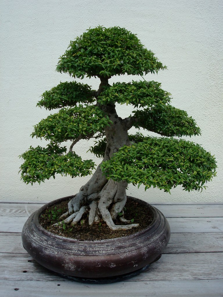 Bonsai II At the U.S. National Arboretum closing night Flickr