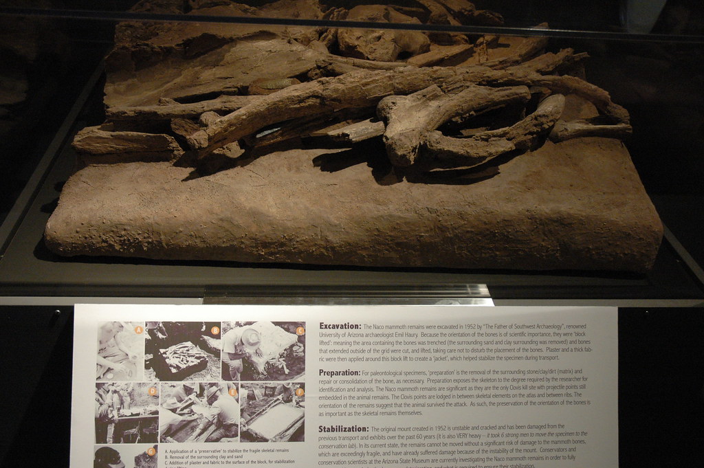 20100910 Arizona State Museum Naco Mammoth Remains Excav… Flickr