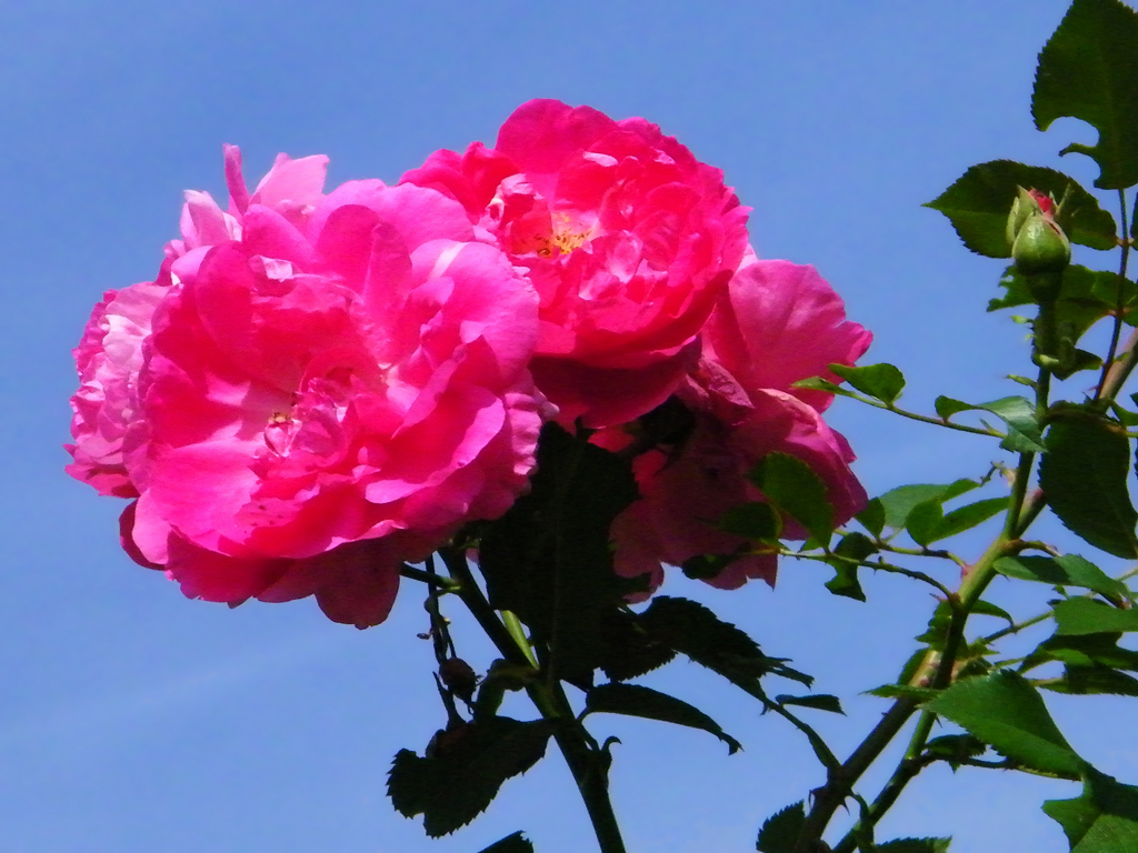 Toronto Music Garden These roses bloom against the sky in … Flickr