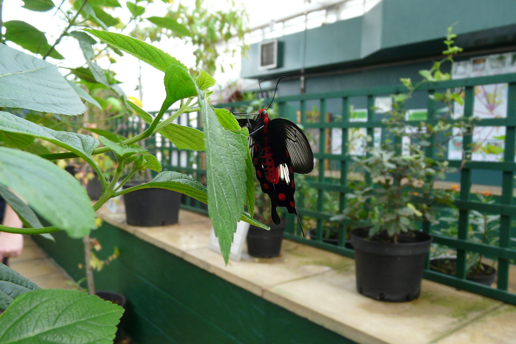Butterfly House, Stratford grace a Flickr