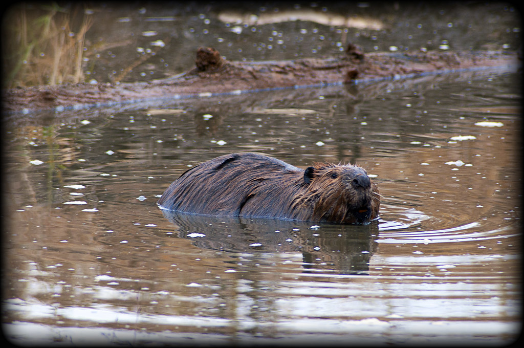 Beaver Brent Flickr