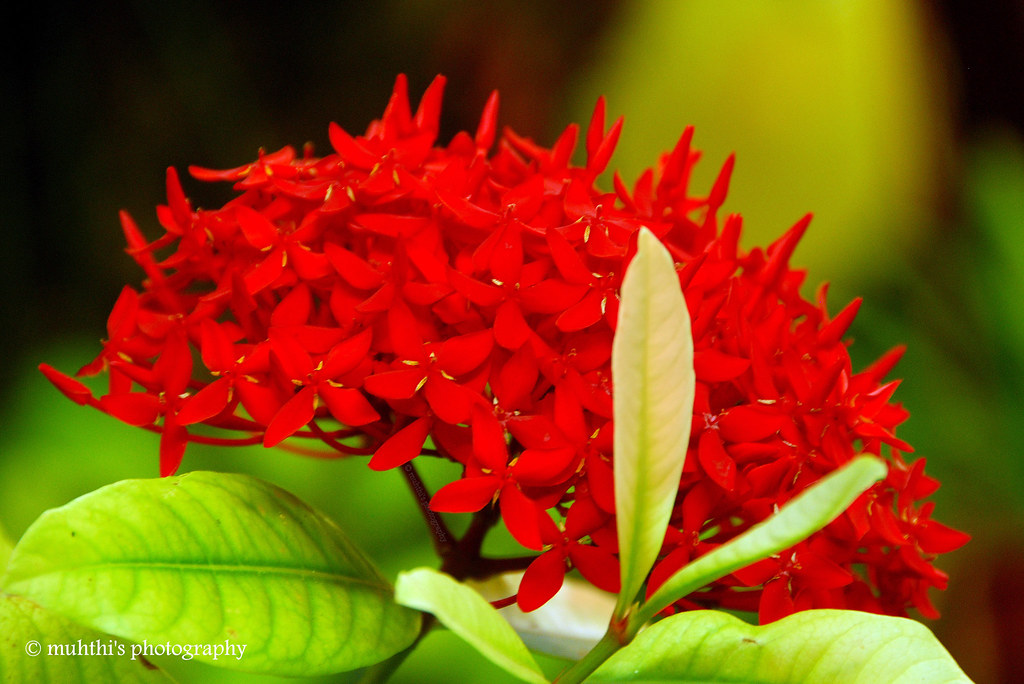 A flower named thousand flower which dose not contain thou… Flickr