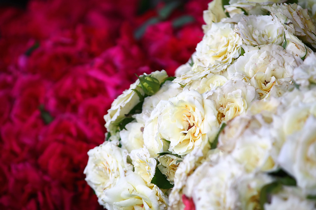 Bed of Roses Red & White roses together signify unity. I'm… Flickr