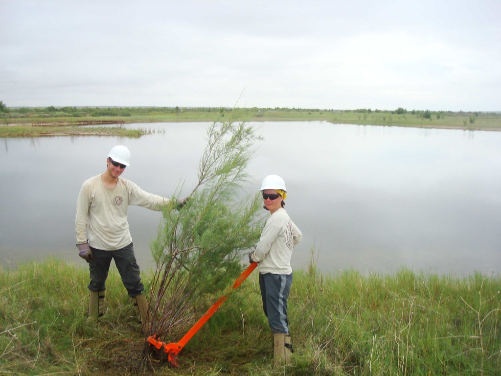 Bitter Lake Refuge, NM Removing invasive salt cedar Flickr