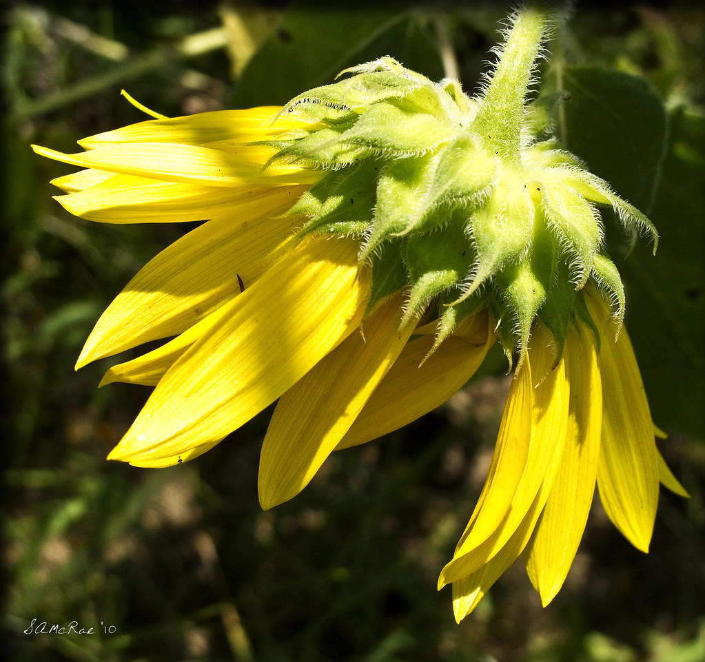Wilted Even Sunflowers bow their heads in the extreme heat… Flickr